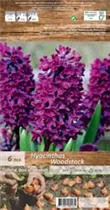 Blumenzwiebeln - Hyazinthe Woodstock