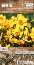 Blumenzwiebeln - Narzissen Golden Dawn