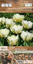 Blumenzwiebeln' - Tulpen White Valley