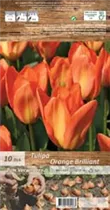 Blumenzwiebeln - Tulpen Orange Brilliant