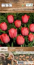 Blumenzwiebeln - Tulpen Van Eijk