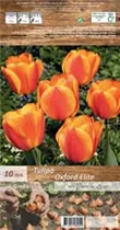 Blumenzwiebeln - Tulpen Oxford Elite Blumenzwiebeln - Tulpen Oxford Elite