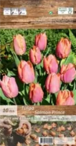 Blumenzwiebeln - Tulpen Salmon Prince