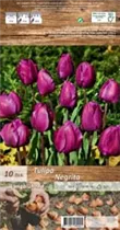 Blumenzwiebeln - Tulpen Negrita