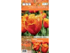 Blumenzwiebeln - Tulpen Lambada