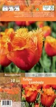 Blumenzwiebeln - Tulpen Lambada