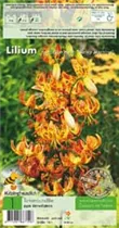 Blumenzwiebeln - Lilien Sunny Morning