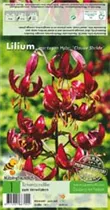 Blumenzwiebeln - Lilien Claude Shride