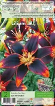 Blumenzwiebeln Premium - Lilium Forever Susan Asiatische Lilien