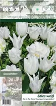 Blumenzwiebeln - Tulpen Edles Weiß x20 11/12