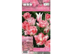 Blumenzwiebeln - Tulpen Zartes Rosa x20 11/12