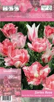 Blumenzwiebeln - Tulpen Zartes Rosa x20 11/12 Blumenzwiebeln - Tulpen Zartes Rosa x20 11/12