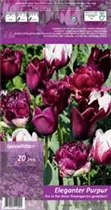 Blumenzwiebeln - Eleganter Purpur x20 11/12