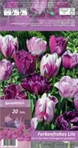 Blumenzwiebeln - Farbenfrohes Lila x20 11/12 Blumenzwiebeln - Farbenfrohes Lila x20 11/12