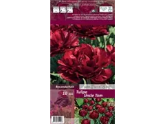 Blumenzwiebeln - Tulpen Uncle Tom x10 Gefüllte späte braunrot Blumenzwiebeln - Tulpen Uncle Tom x10 Gefüllte späte braunrot