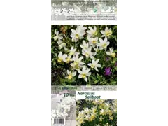 Blumenzwiebeln - Narzissen Sailboat x10 10/12 Blumenzwiebeln - Narzissen Sailboat x10 10/12