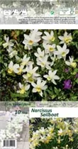 Blumenzwiebeln - Narzissen Sailboat x10 10/12