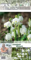 Blumenzwiebeln - Leucojum Vernum x10 6/+