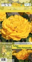 Blumenzwiebeln - Tulpen Yellow Pompenette x10 Gefüllte späte gelb Blumenzwiebeln - Tulpen Yellow Pompenette x10 Gefüllte späte gelb
