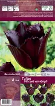 Blumenzwiebeln - Tulpen Vincent van Gogh Crispa purpur-schwarz, 8 Stück