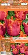 Blumenzwiebeln - Tulpen Amazing Parrot Papageien lachs-orange, 8 Stück