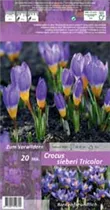 Blumenzwiebeln - Krokusse Sp. Sieberi Tricolor / Krokusse spezies violett-weiß, 20 Stück