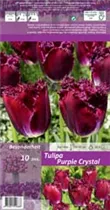 Blumenzwiebeln - Tulpen Purple Crystal / Crispa purpur violett, 10 Stück