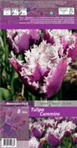 Blumenzwiebeln - Tulpen Cummins Crispa blau-violett, weiß, 8 Stück