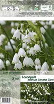 Blumenzwiebeln - Leucojum Gravetye Giant / Aprilbecher weiß, 5 Stück