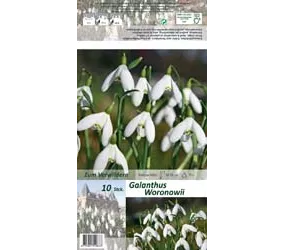 Blumenzwiebeln - Galanthus woronowii Schneeglöckchen weiß, 10 Stück Blumenzwiebeln - Galanthus woronowii Schneeglöckchen weiß, 10 Stück