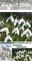 Blumenzwiebeln - Galanthus woronowii Schneeglöckchen weiß, 10 Stück