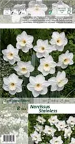 Blumenzwiebeln - Narzissen Stainless / Großkronig weiß, 8 Stück