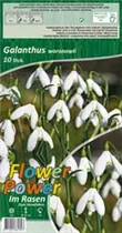 Blumenzwiebeln - Galanthus Woronowii Schneeglöckchen weiß, 10 Stück Blumenzwiebeln - Galanthus Woronowii Schneeglöckchen weiß, 10 Stück