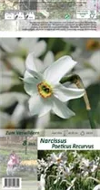 Blumenzwiebeln - Narzissen Poeticus Recurvus / Pfauenaugen Narzissen, 8 Stück