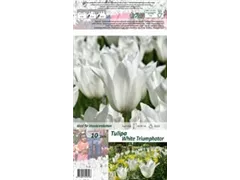 Blumenzwiebeln - Tulpen White Triumphator lilienblütig weiß, 10 Stück