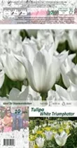Blumenzwiebeln - Tulpen White Triumphator lilienblütig weiß, 10 Stück Blumenzwiebeln - Tulpen White Triumphator lilienblütig weiß, 10 Stück