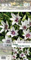 Blumenzwiebeln - Tulpen Pulchella Alba Coerulea Wildtulpen weiß-violett, 8 Stück