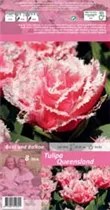 Blumenzwiebeln - Tulpen Queensland / Gefüllte gefr. rosa-weiße Rand, 8 Stück