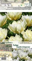 Blumenzwiebeln - Tulpen / Fosteriana weiß grün, 10 Stück