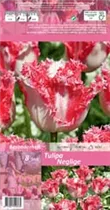 Blumenzwiebeln - Tulpen Neglige Crispa weiß-rosa Rand, 8 Stück