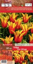 Blumenzwiebeln - Tulpen Fire Wings / Lilienblütig rot gelb, 10 Stück
