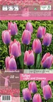 Blumenzwiebeln - Tulpen Light and Dreamy / Triumph blau-rosa, 10 Stück