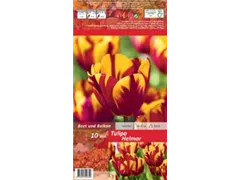 Blumenzwiebeln - Tulpen Helmar Triumph 10 Stück - Rot-Gelb