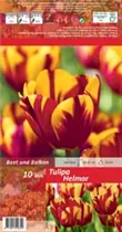Blumenzwiebeln - Tulpen Helmar Triumph 10 Stück - Rot-Gelb