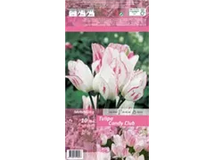 Blumenzwiebeln - Tulpen Candy Club Mehrblütig weiß-rosa, 10 Stück