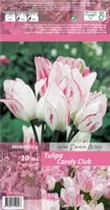 Blumenzwiebeln - Tulpen Candy Club Mehrblütig weiß-rosa, 10 Stück