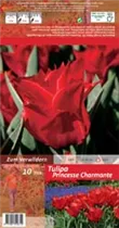 Blumenzwiebeln - Tulpen Princesse Charmante rot, 10 Stück