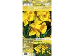 Blumenzwiebeln - Trompeten Narzissen Standard Value gelb, 8 Stück