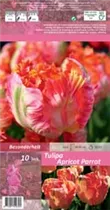 Blumenzwiebeln - Tulpen Apricot Parrot Papageien lachs, 10 Stück