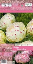 Blumenzwiebeln - Tulpen Danceline / Gefüllte späte weiß rosa, 8 Stück